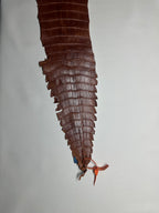 Croc Brown Leather
